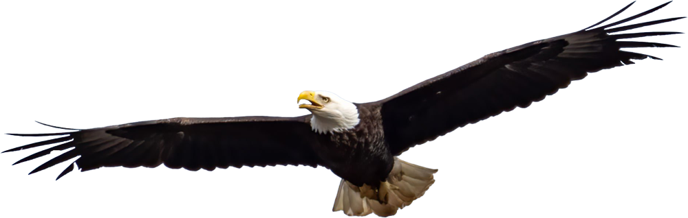 Photo of eagle flying