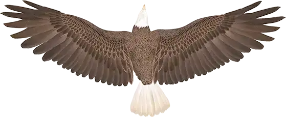 Photo of eagle flying