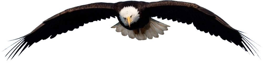Photo of eagle soaring over CIG logo